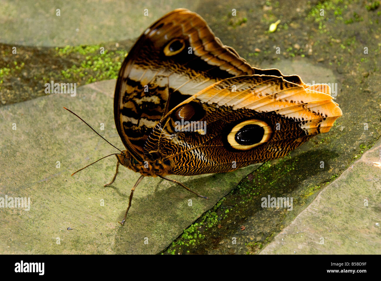 MARIPOSA DELICADA INSECTO JUNGLA BOSQUE AMAZONA VERANO PRIMAVERA SUDAMERICA CENTRO-AMERICA SALVAJE PARADA ENORME ADULTA CIRCULOS VIDA VIVA CAFE GRANDE Stockfoto