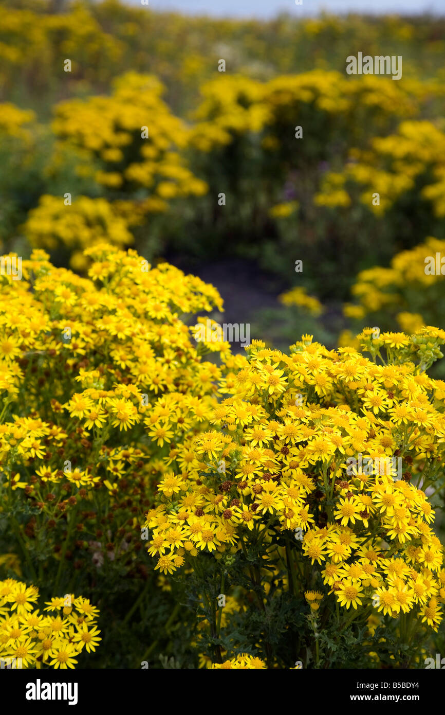 gemeinsamen Kreuzkraut Senecio jacobaea Stockfoto