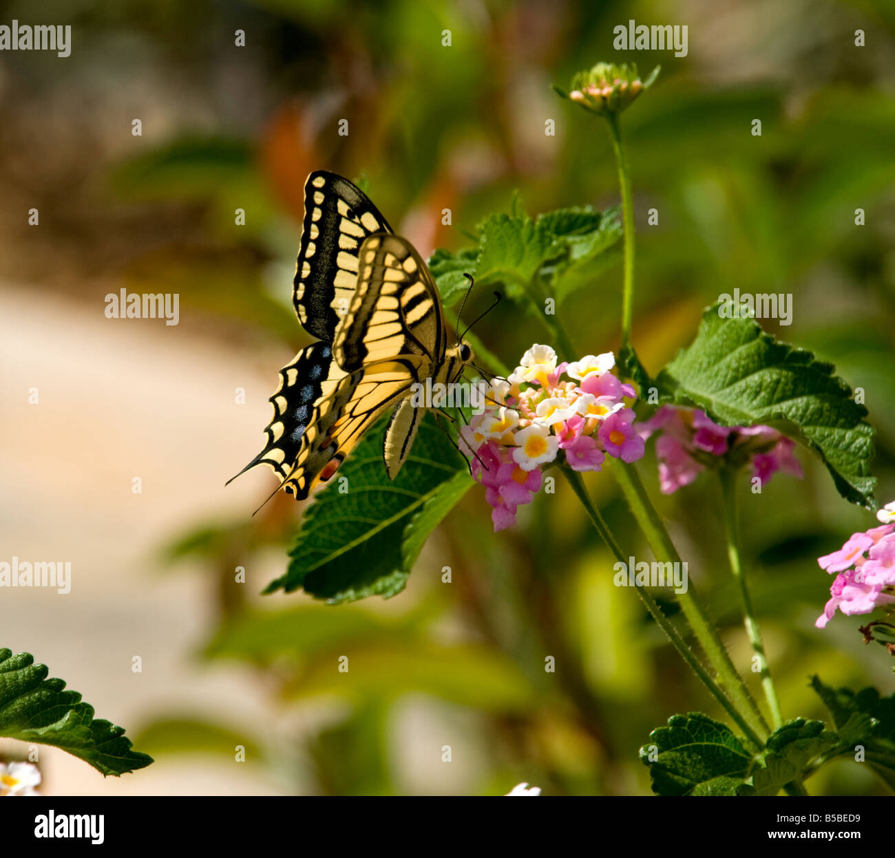 Schwalbenschwanz-Schmetterling auf Blume (Papilio Machaon) Stockfoto