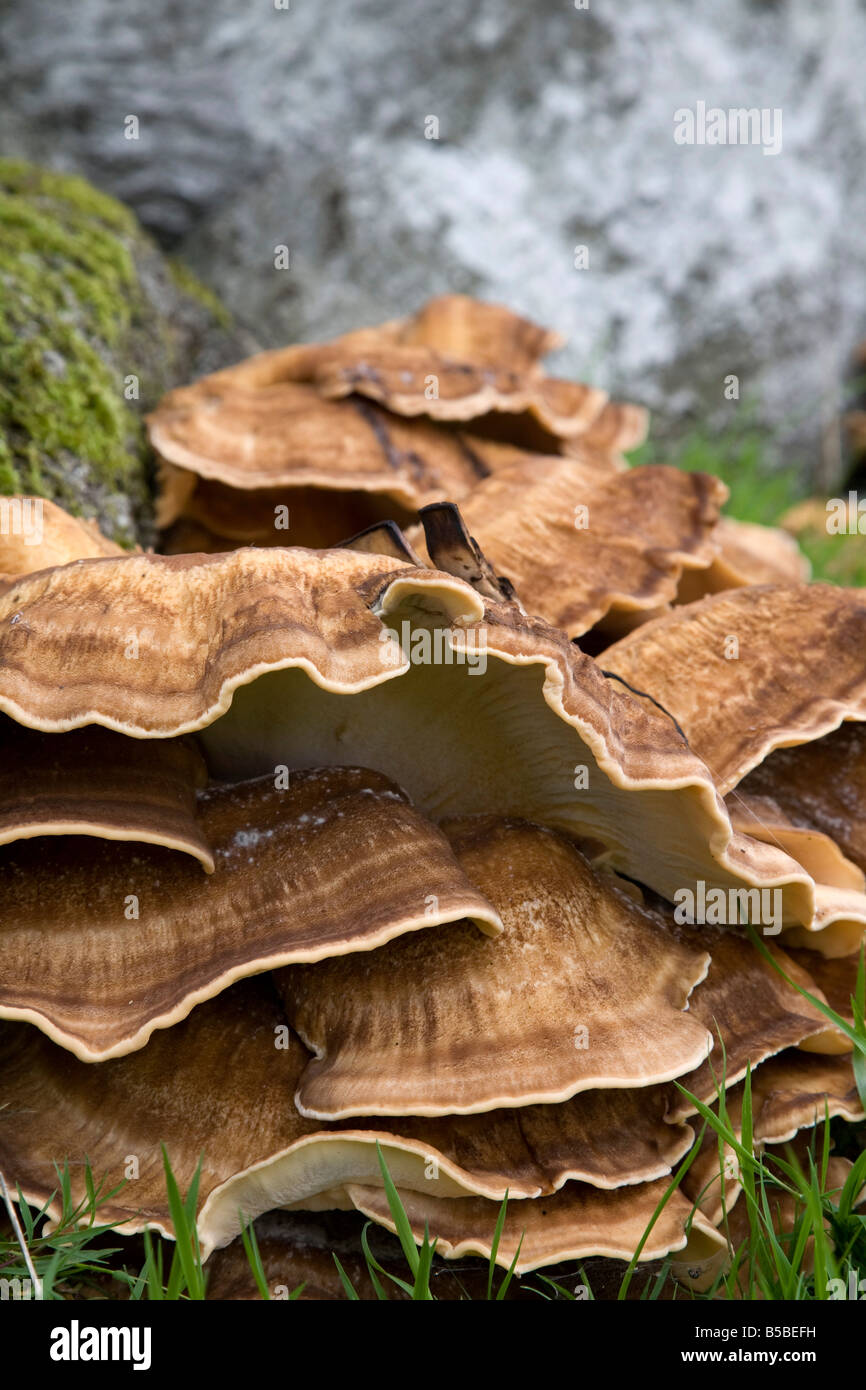 riesige Polypore Meripilius Giganteus Herbst Stockfoto