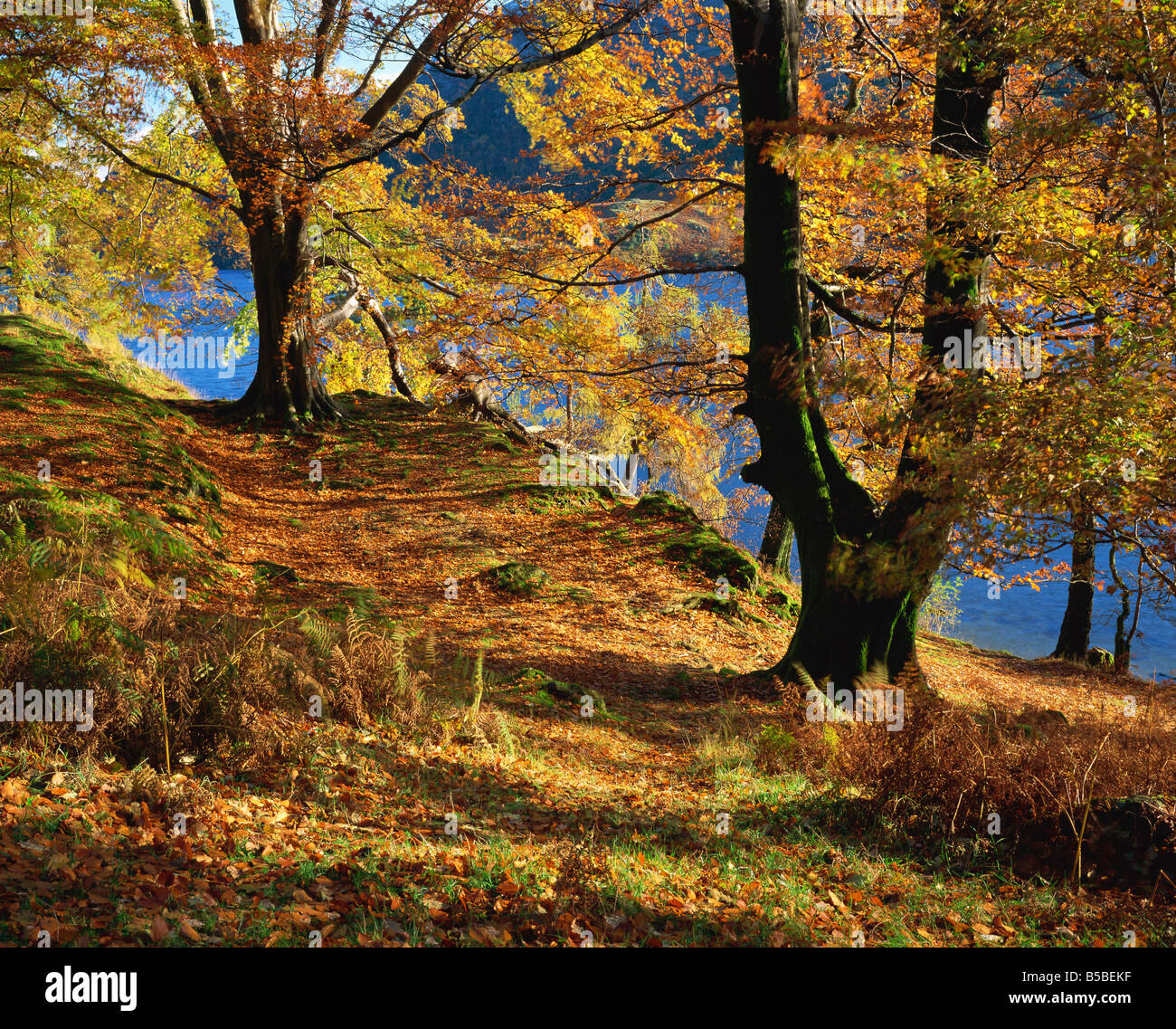 Herbstliche Bäume im Ullswater, Nationalpark Lake District, Cumbria, England, Europa Stockfoto