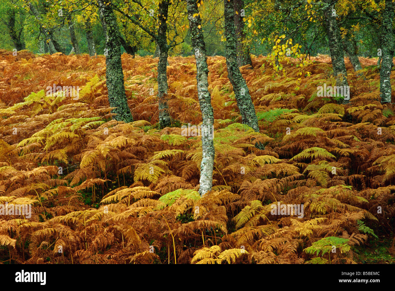 Birken und Bracken im Herbst, Glen Strathfarrar, Highlands, Schottland, Europa Stockfoto