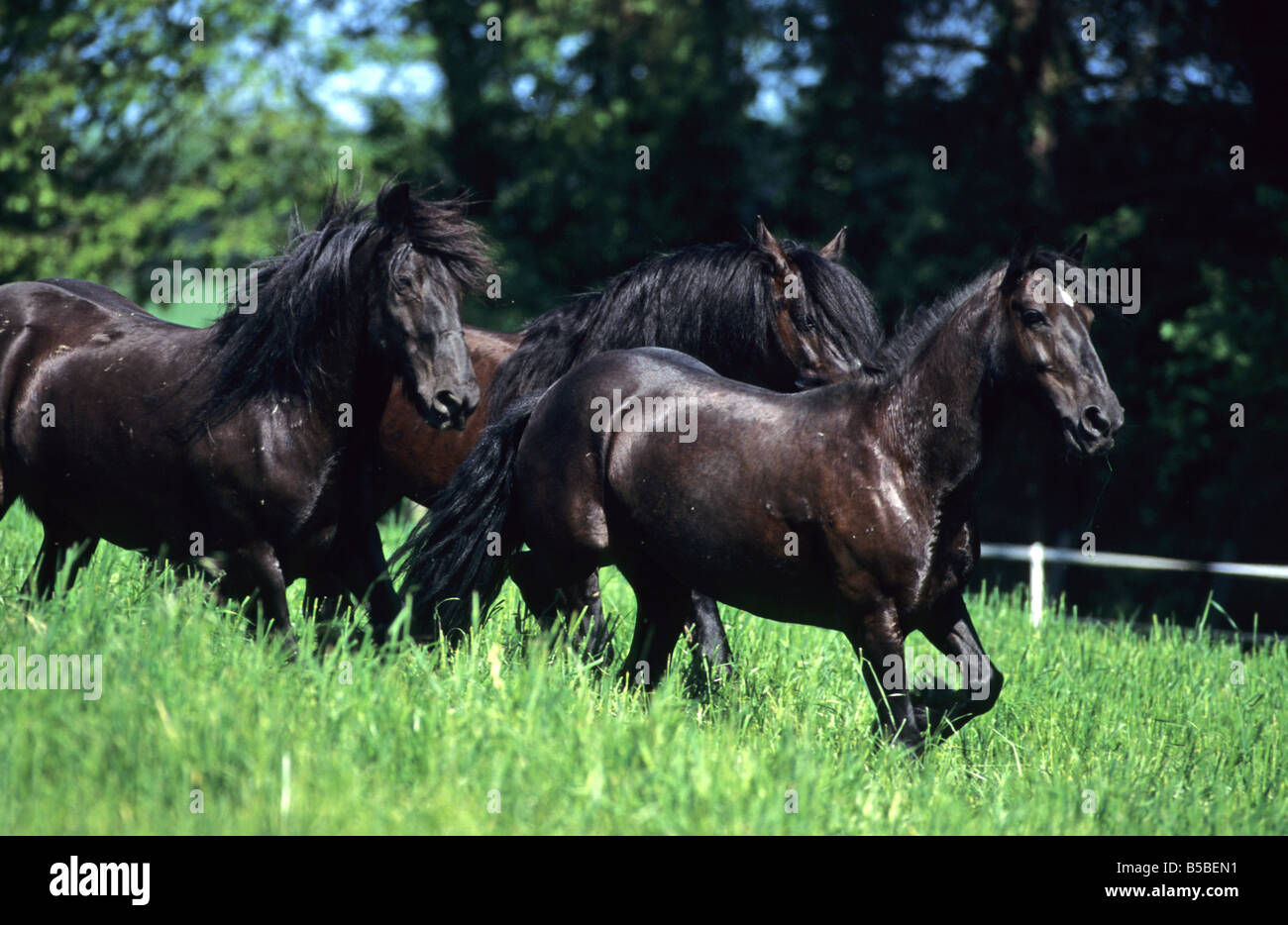 Dales Pony (Equus Caballus), Herde im Galopp über Wiese Stockfoto