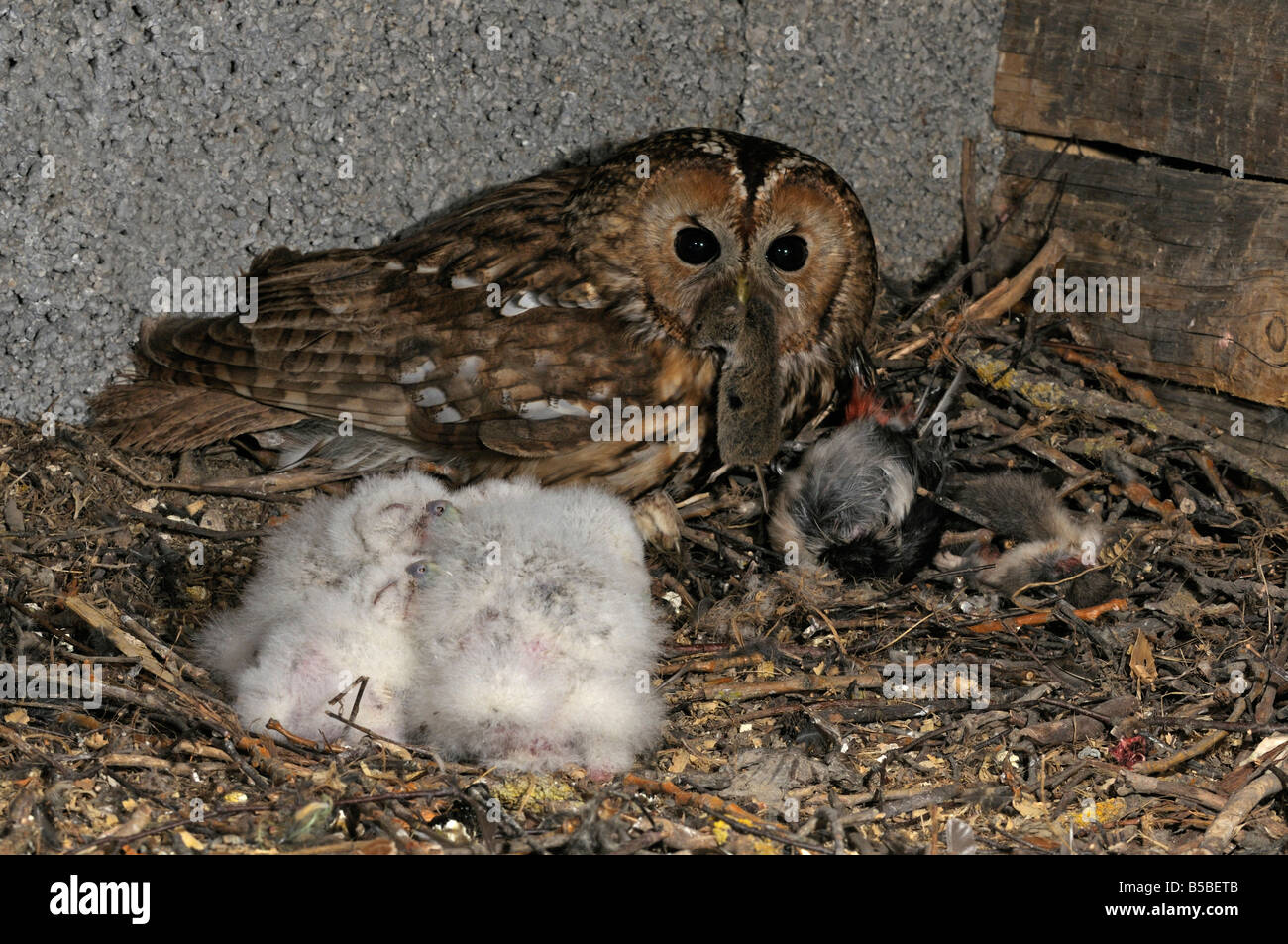 Waldkauz (Strix Aluco). Weibchen mit Maus im Schnabel am nest Stockfoto