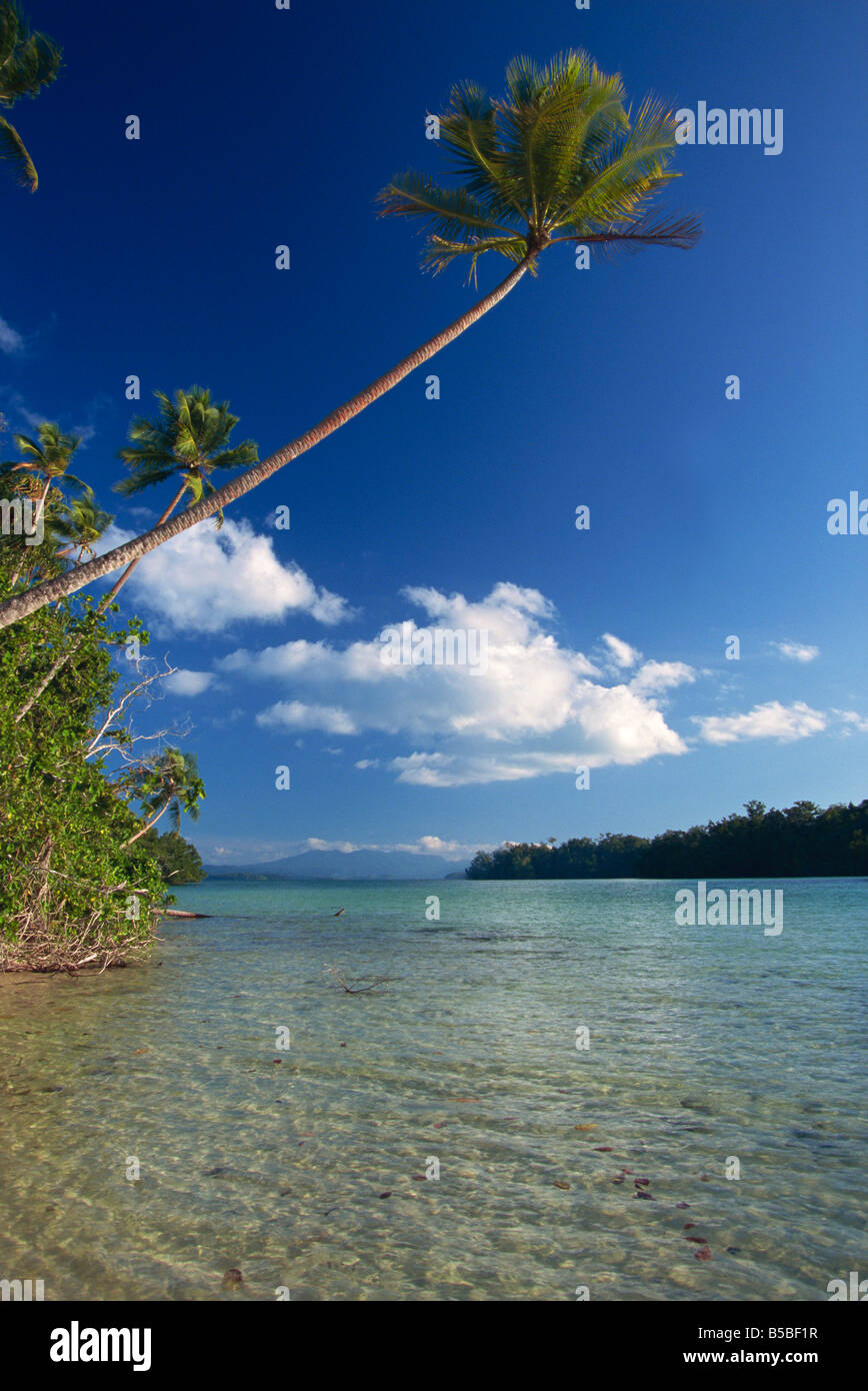 Palme über sandigen Kanal bei Marovo Lagune, Salomonen, Pazifik-Inseln, Pazifik Stockfoto