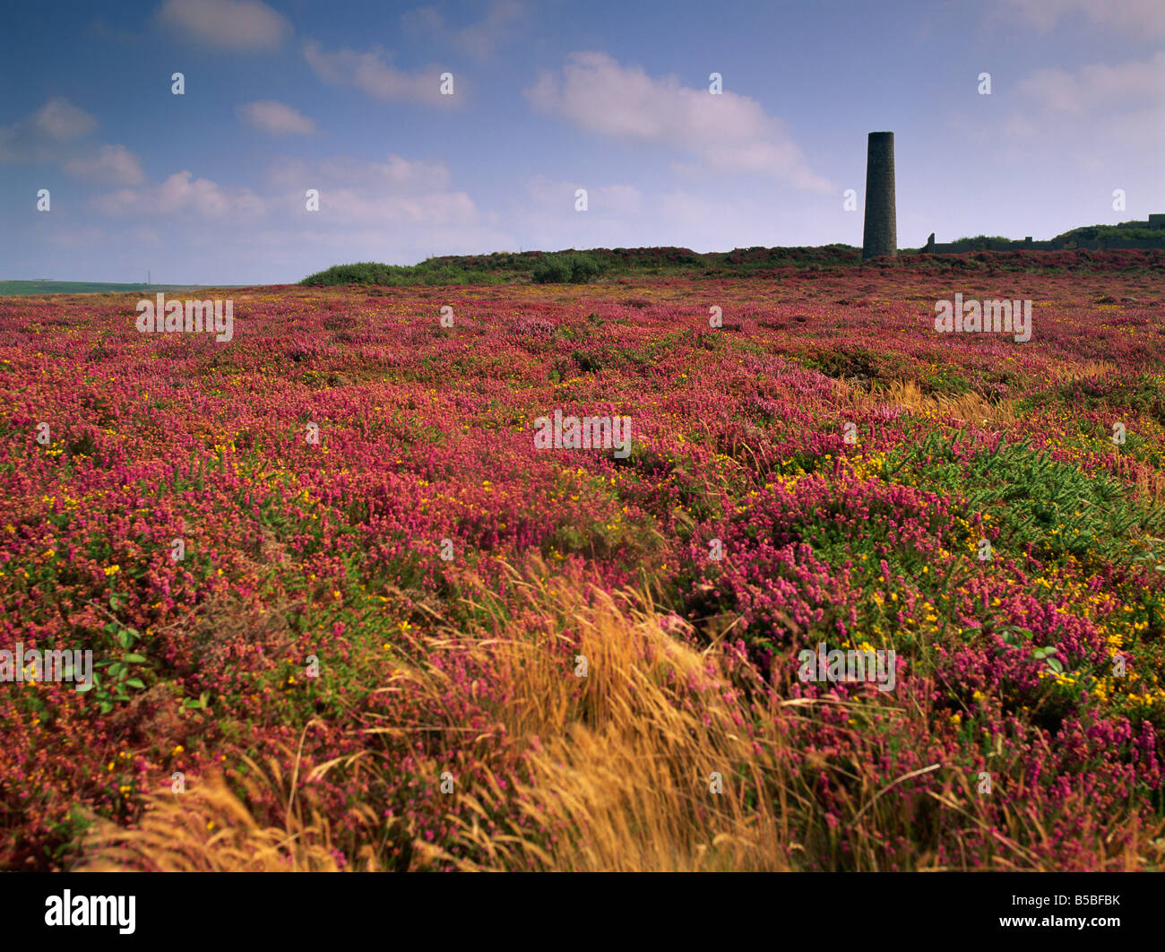 Zinn-mine in der Nähe von St. Just und Heidekraut, Cornwall, England, Europa Stockfoto