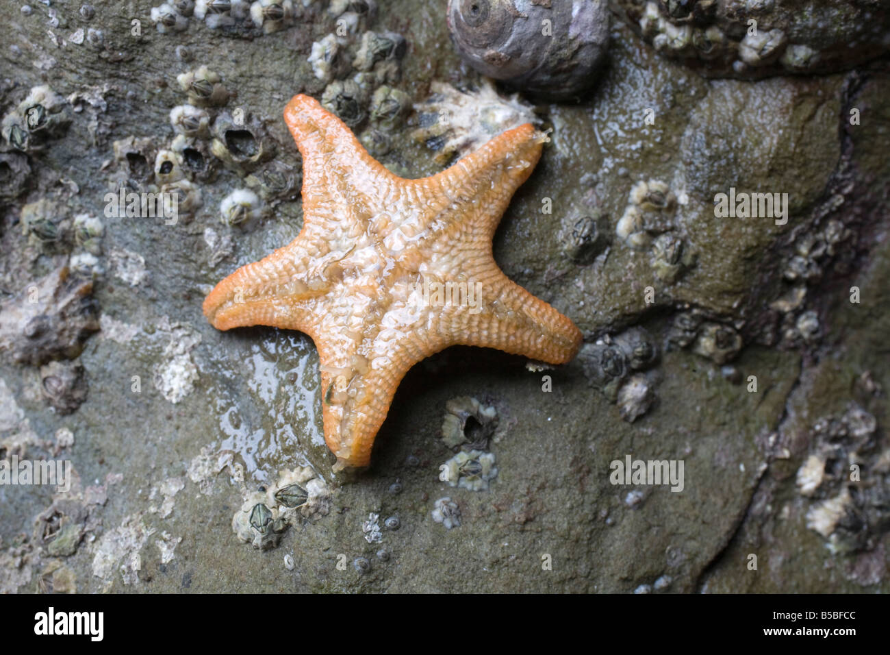 Kissen Sterne Unterseite Cornwall Stockfoto
