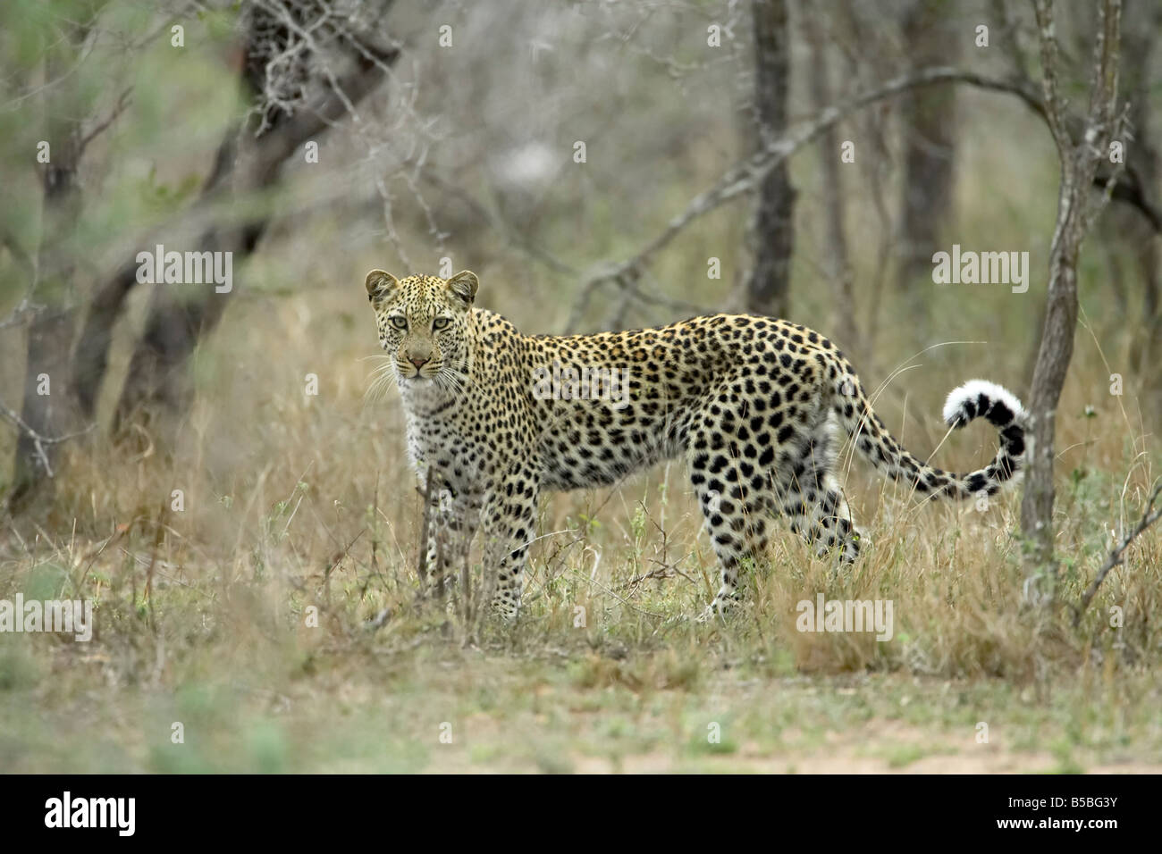 Leopard (Panthera Pardus), größere Limpopo Transfrontier Park, umfasst das ehemalige Krüger Nationalpark in Südafrika Stockfoto