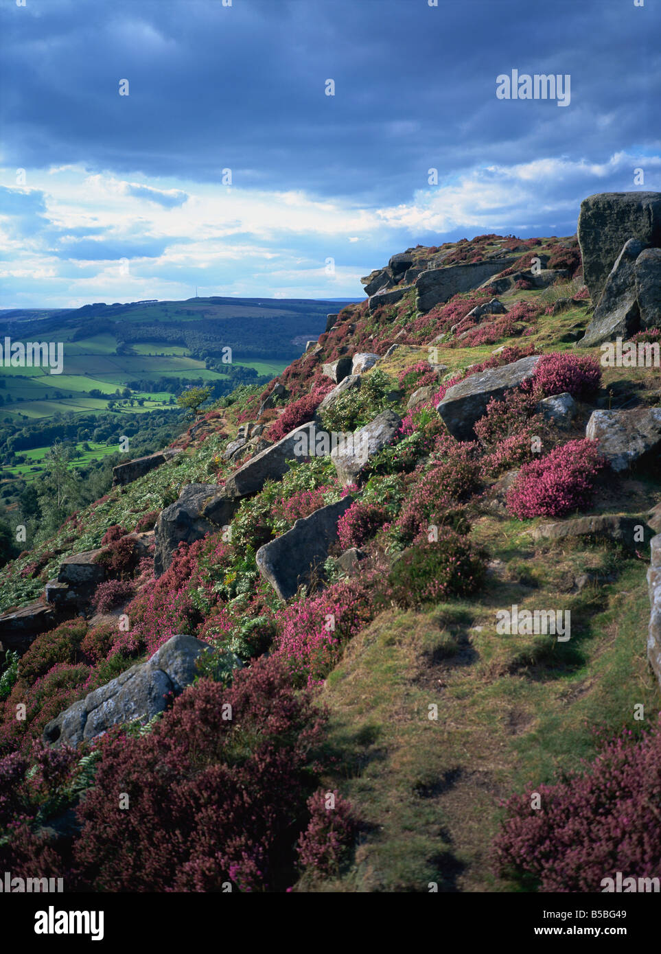 Heather und felsiges Gelände, Froggatt Edge, Derbyshire, England, Europa Stockfoto