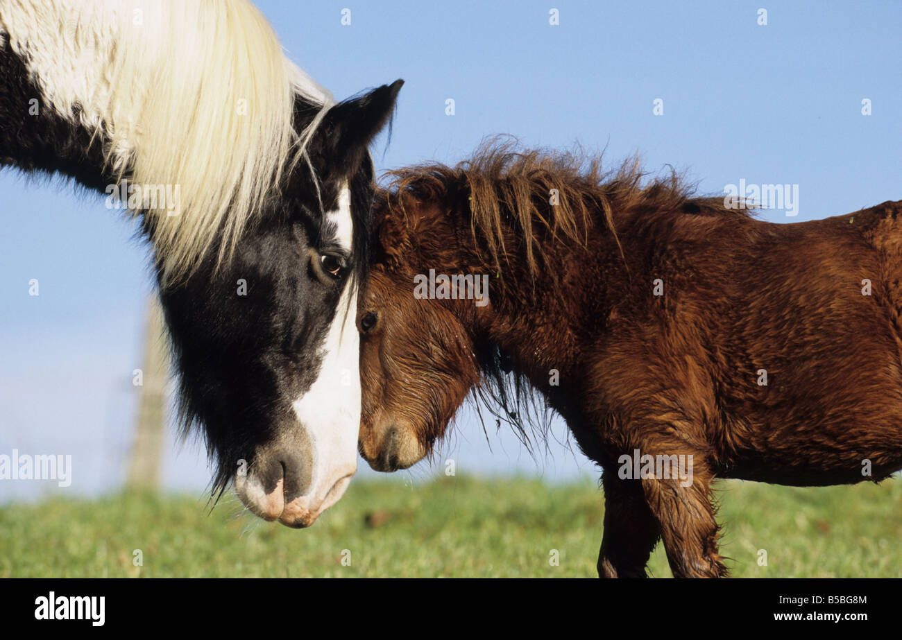 Mini-Shetland-Pony (Equus Caballus) und Gypsy Vanner Pferd, Kopf an Kopf Stockfoto