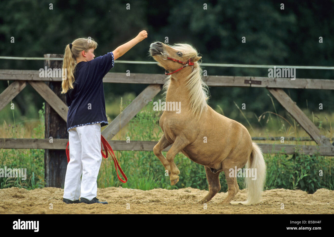 Junges Mädchen mit Shetland-Pony (Equus Caballus) Stockfoto