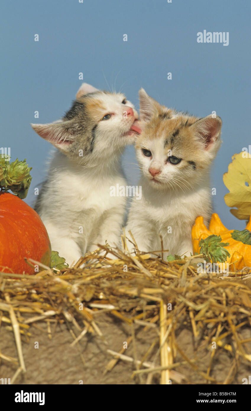 Inländische Katze (Felis Catus, Felis Silvestris) zwei Kätzchen auf Stroh zwischen Kürbisse Stockfoto