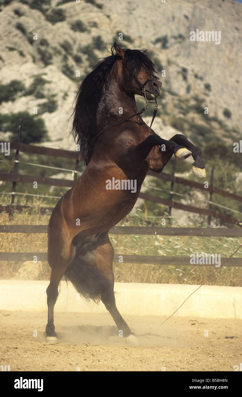 Andalusische Pferd (Equus Caballus), Hengst Aufzucht Stockfoto