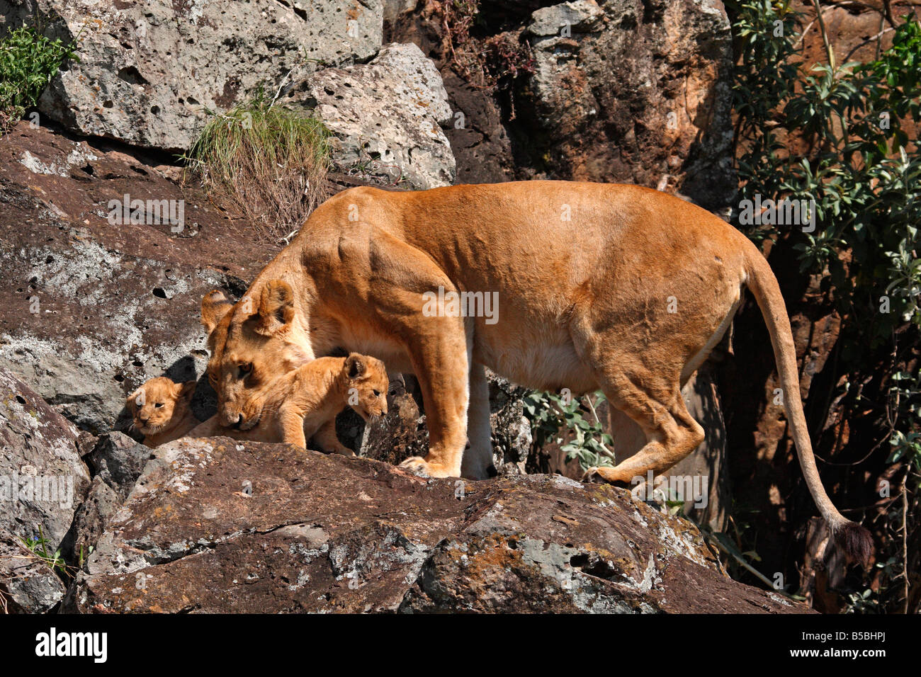 Löwin mit zwei jungen zu holen und eines davon zu bewegen, Masai Mara Stockfoto