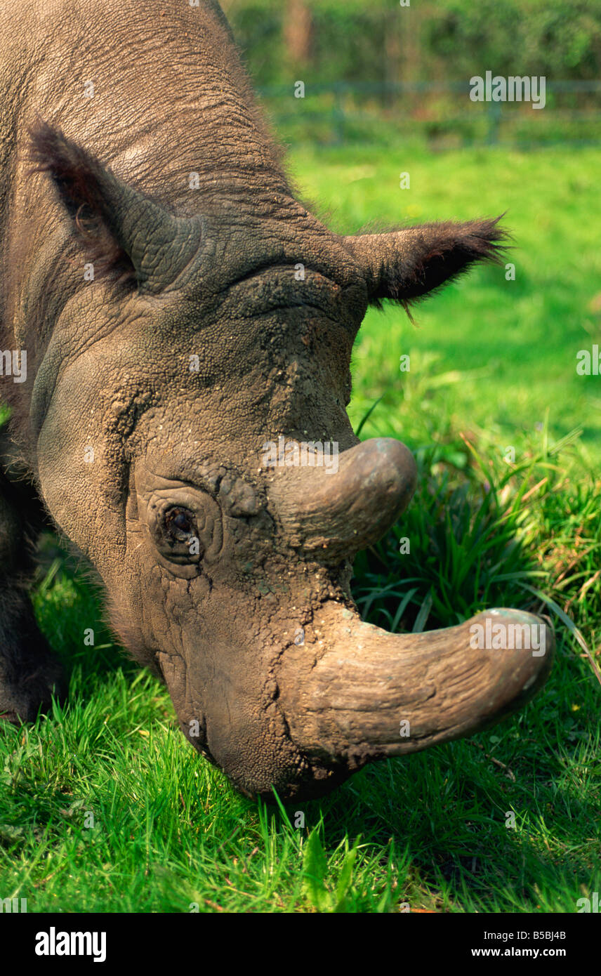 Männliche Tormanga, behaarte Nashörner (Sumatra-Nashorn), in Erhaltungszucht Programm Port Lympne Zoo, Kent, England Stockfoto