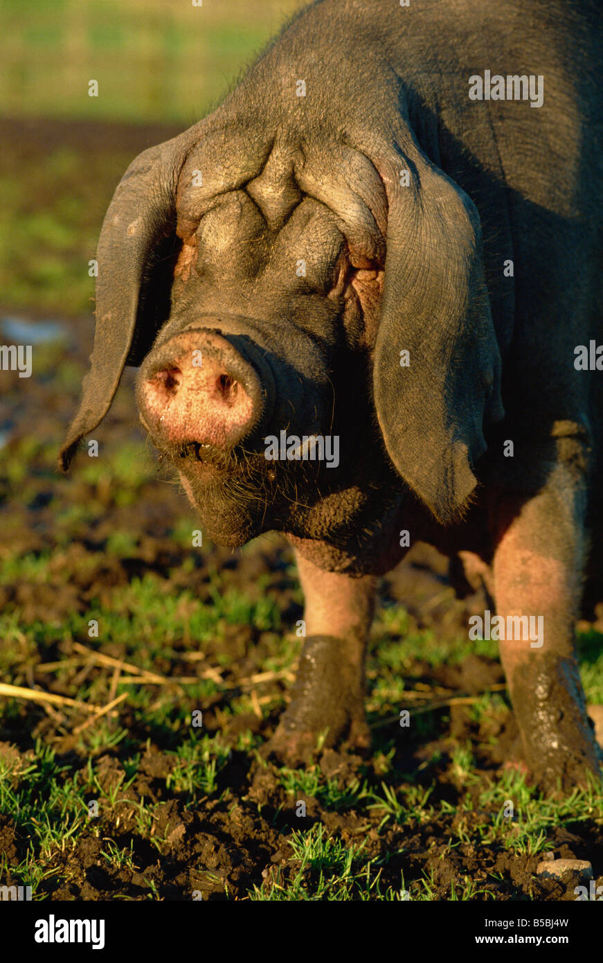 Seltene chinesische Meisham Schwein, Aberdeen, Schottland, Europa Stockfoto
