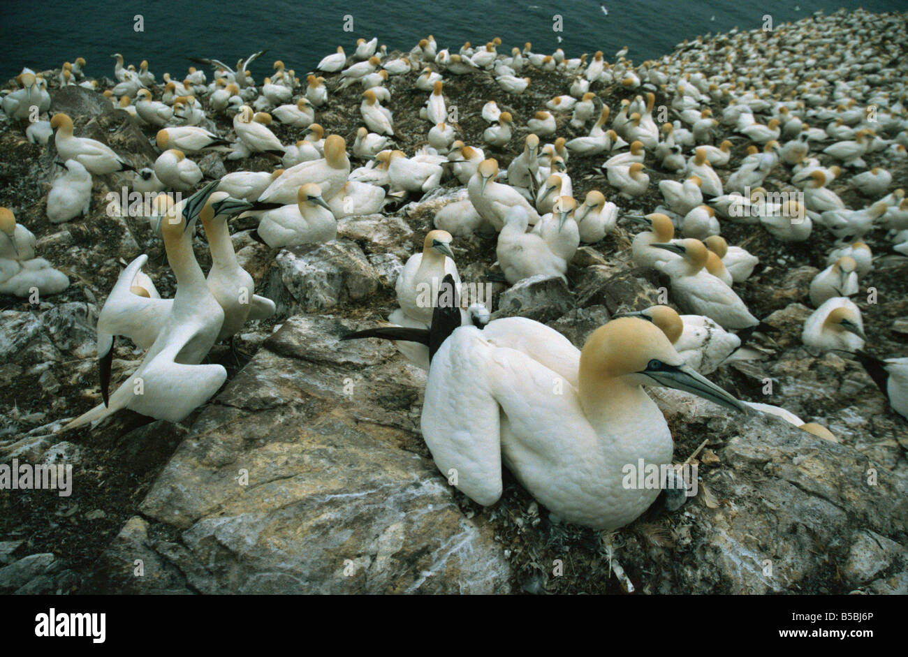 Basstölpel auf Nester, Bass Rock, East Lothian, Schottland, Europa Stockfoto