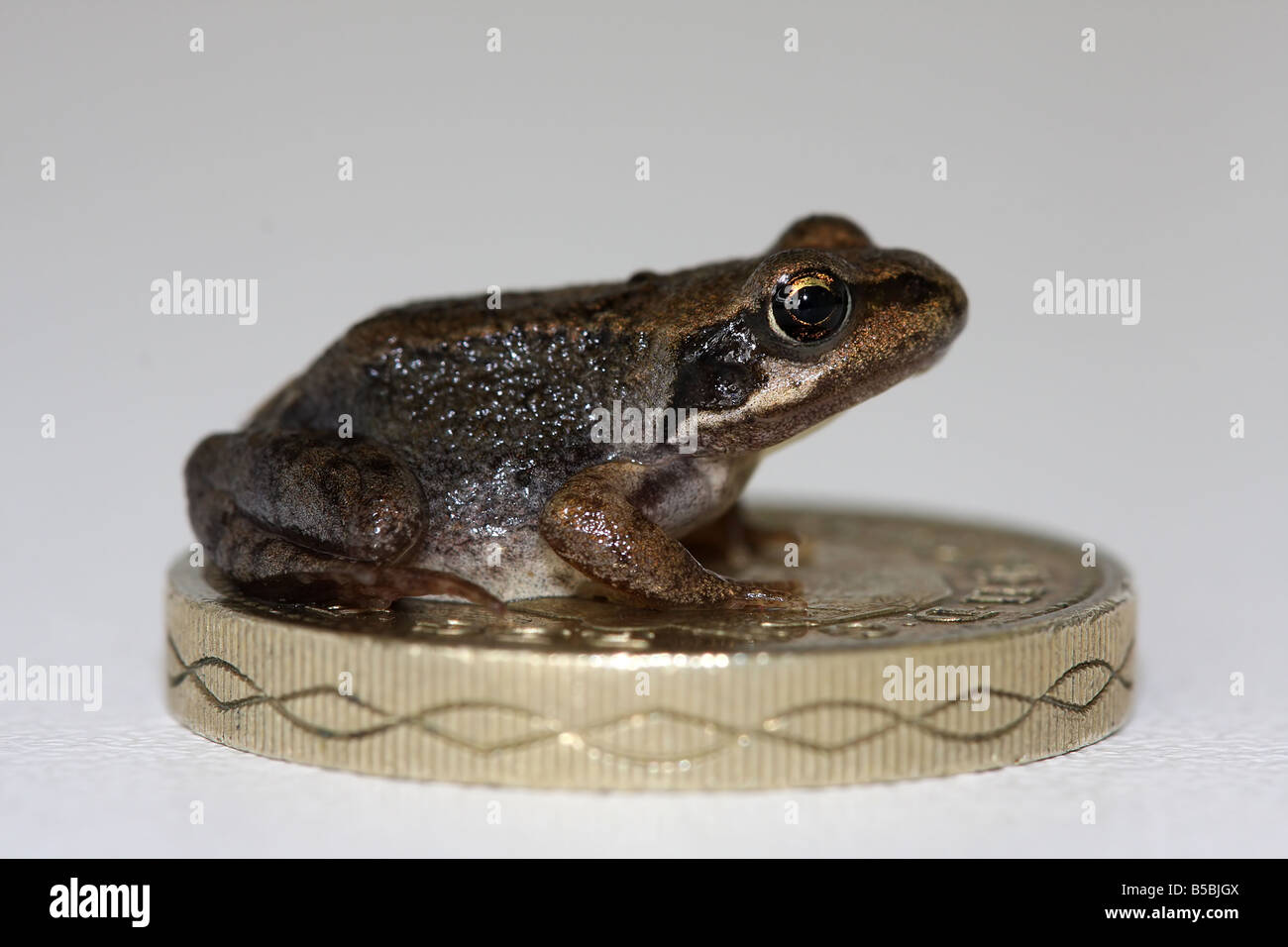 Ein junger Grasfrosch sitzen auf einer ein Pfund-Münze Stockfoto