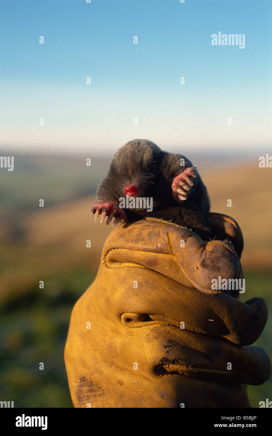 Maulwurf in der Hand des Molecatcher Peter Rutherford, Europa Stockfoto