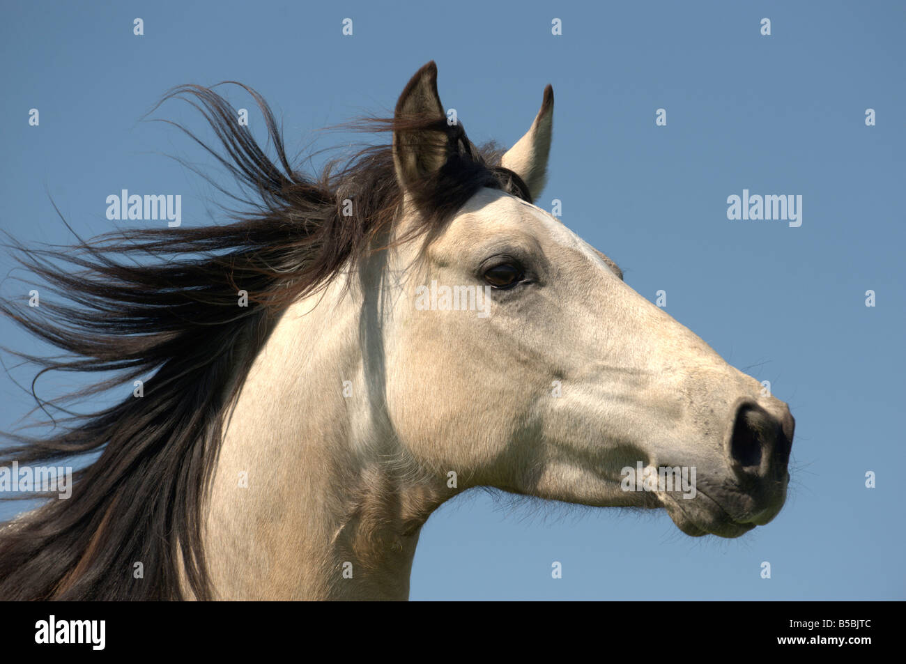 Paso Fino (Equus Caballus), Mare, Porträt mit fließenden Mähne Stockfoto