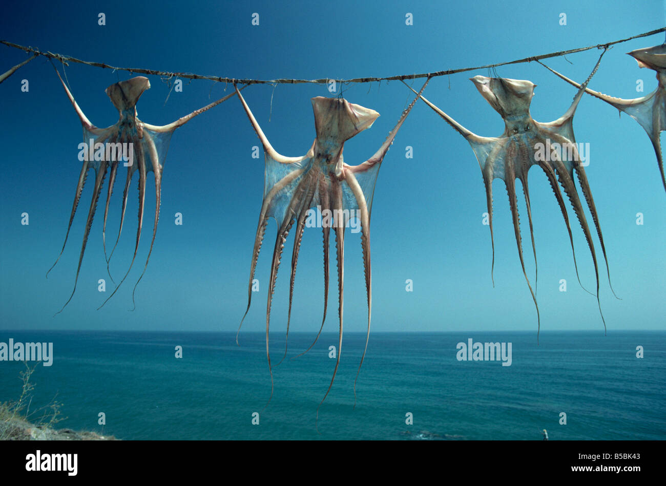 Kraken hing zum Trocknen, Nerja, Costa Del Sol, Andalusien, Spanien, Europa Stockfoto