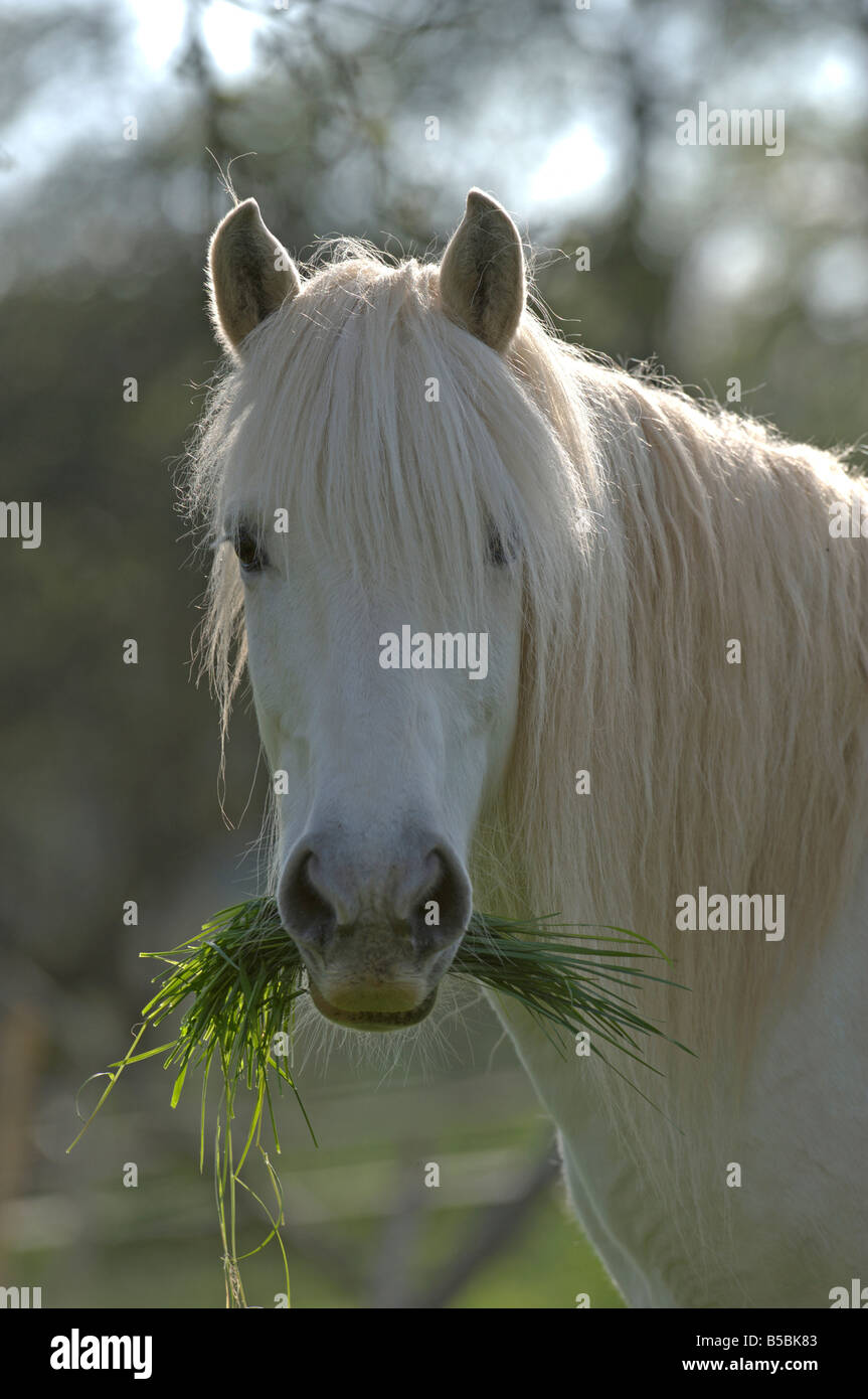 Camargue-Pferd (Equus Caballus) mit einem Mund voller Gras Stockfoto