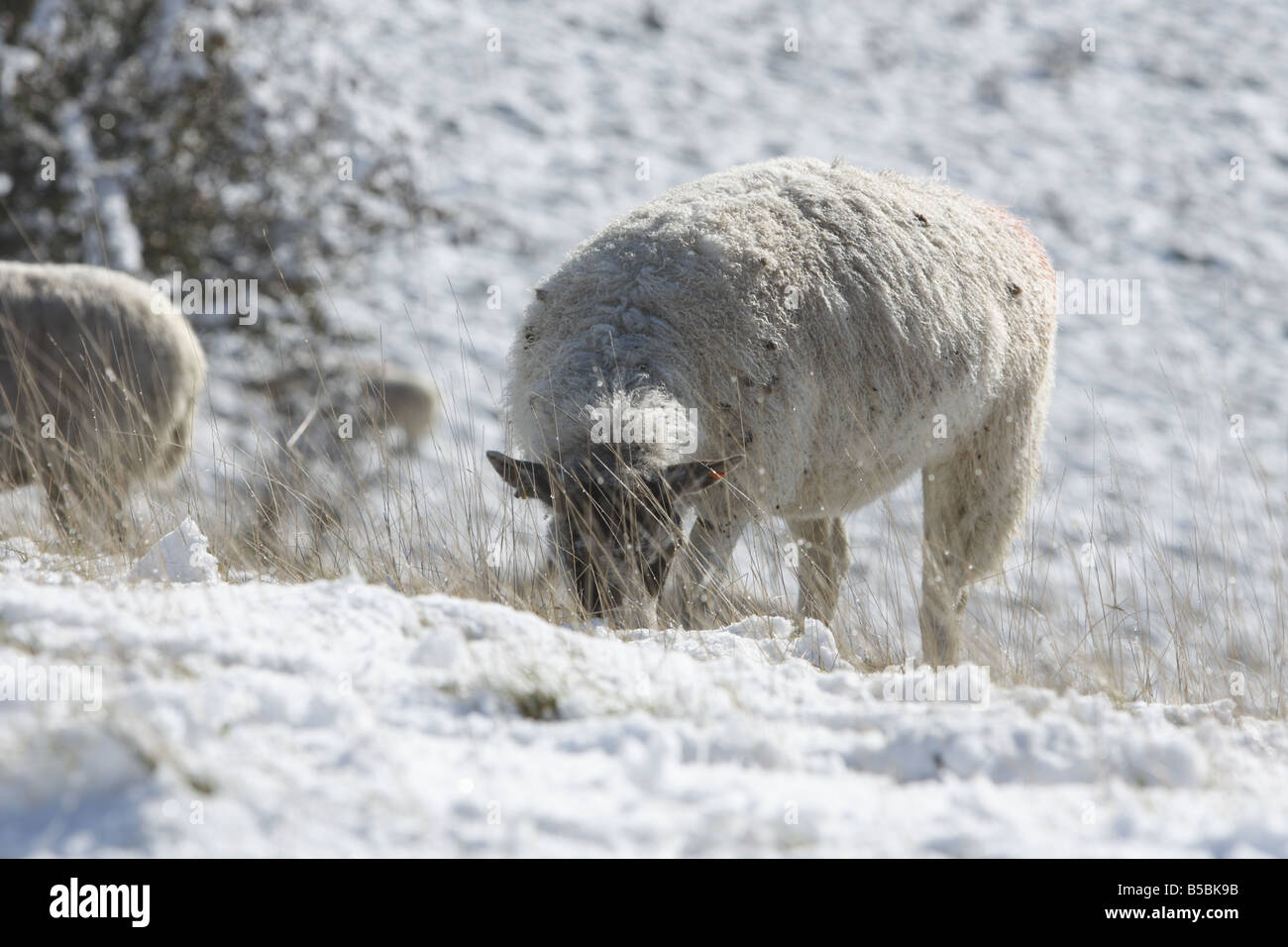 Schafbeweidung im Schnee bedeckt Feld Stockfoto