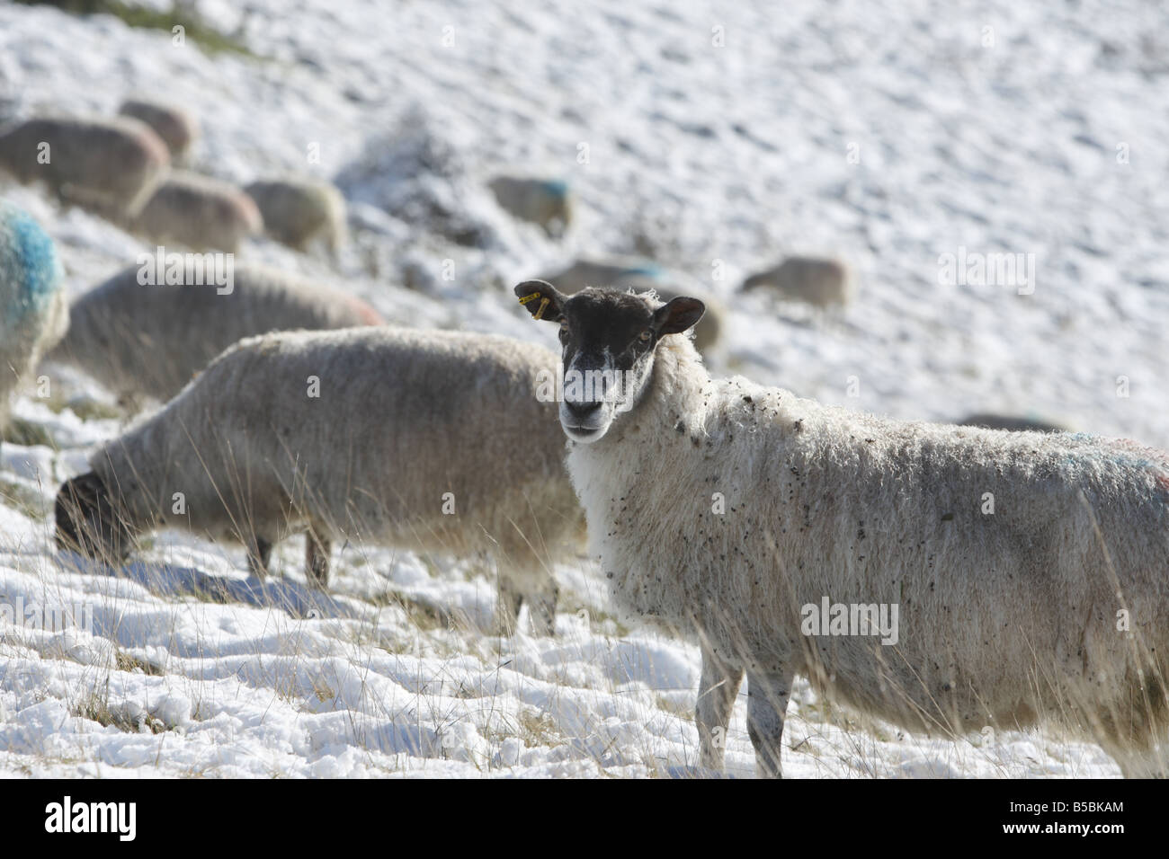 Schafbeweidung im Schnee bedeckt Feld Stockfoto