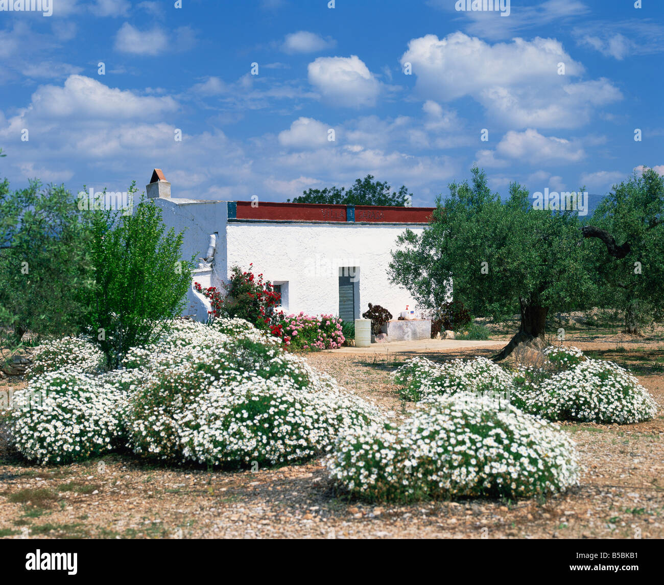 Sommerblumen vor einer weißen Mauern umgebene spanische Villa in Valencia Spanien M Mawson Stockfoto