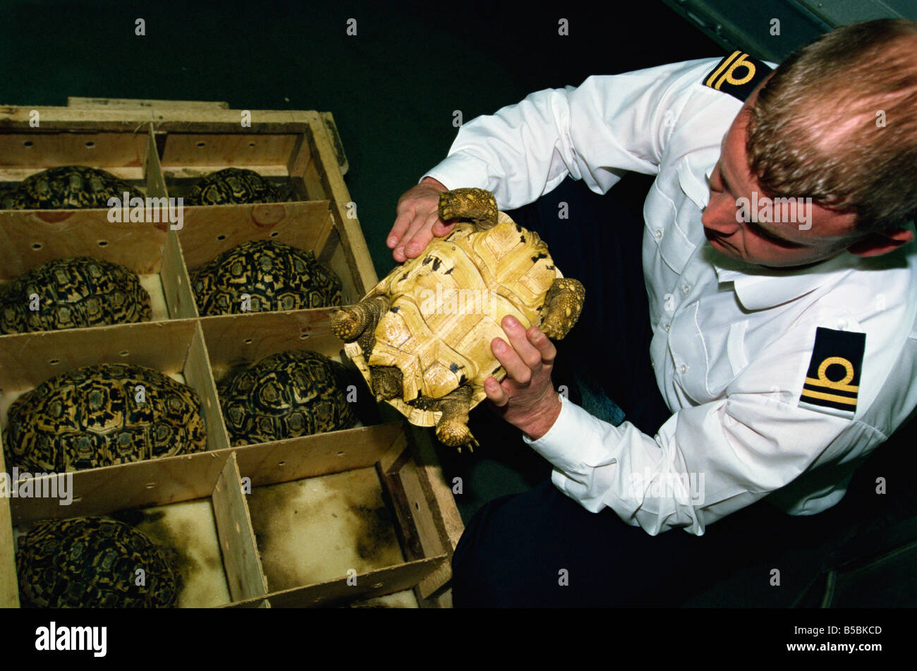 Inspektor Tim Luffman inspiziert Versand von Reptilien unterwegs Tansania, Japan, England Stockfoto