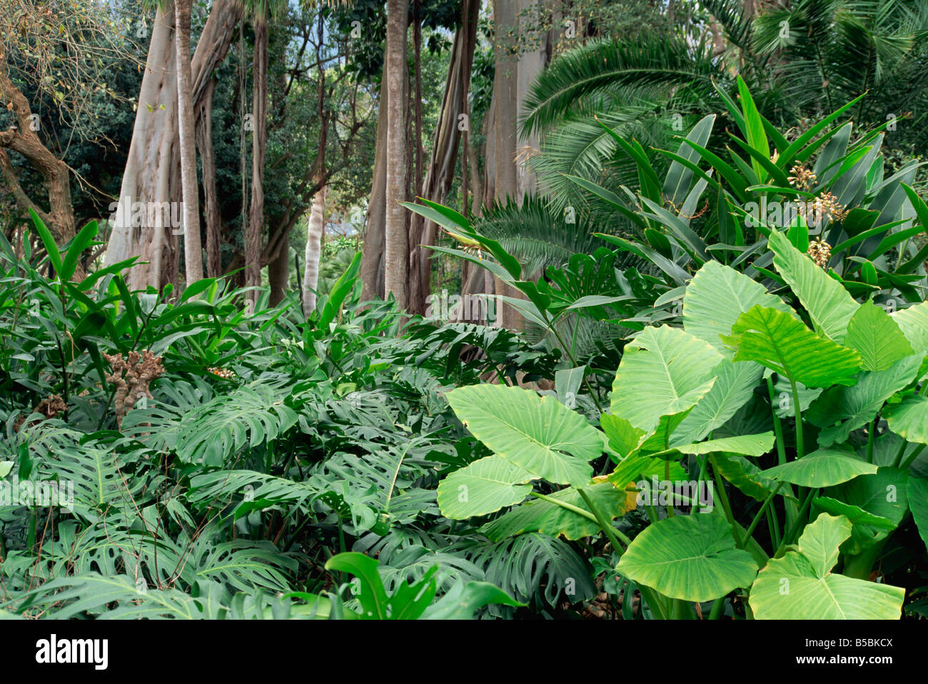 Pflanzen im Botanischen Garten in Puerto De La Cruz auf Teneriffa