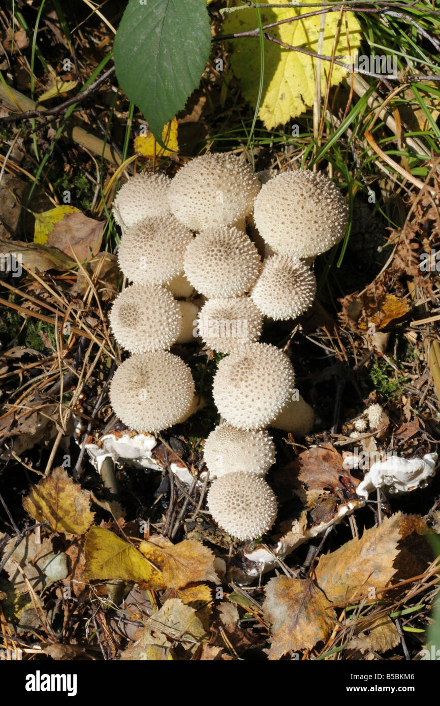 Gruppe von gemeinsamen Flaschenboviste Lccoperdon perlatum Stockfoto