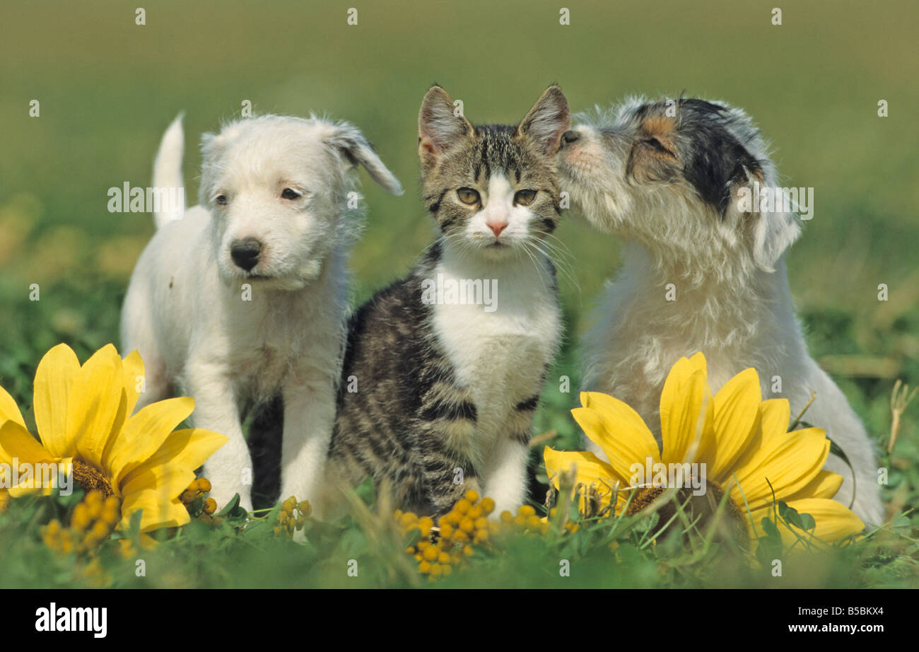 Parson Jack Russell Terrier (Canis Lupus Familiaris), zwei Welpen mit einem Kätzchen Stockfoto