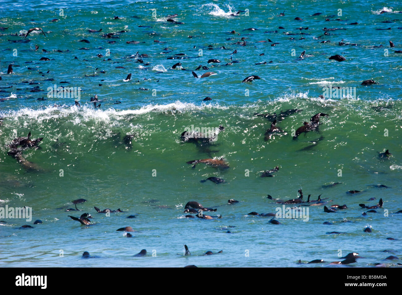 Brown-Seebären (Arctocephalus percivali), Schwimmen in Cape Cross, Namibia Stockfoto