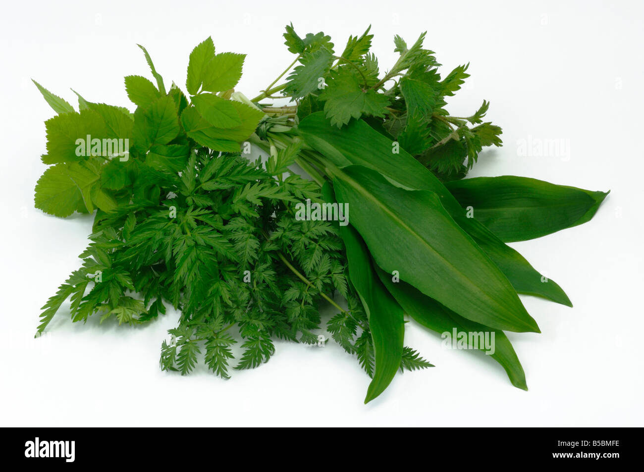 Kuh, Petersilie, Knoblauch Holz, Boden Elder (Aegopodium Podagraria) und Brennnessel (Urtica Dioica) gemischt Blätter für kulinarische Verwendung Stockfoto