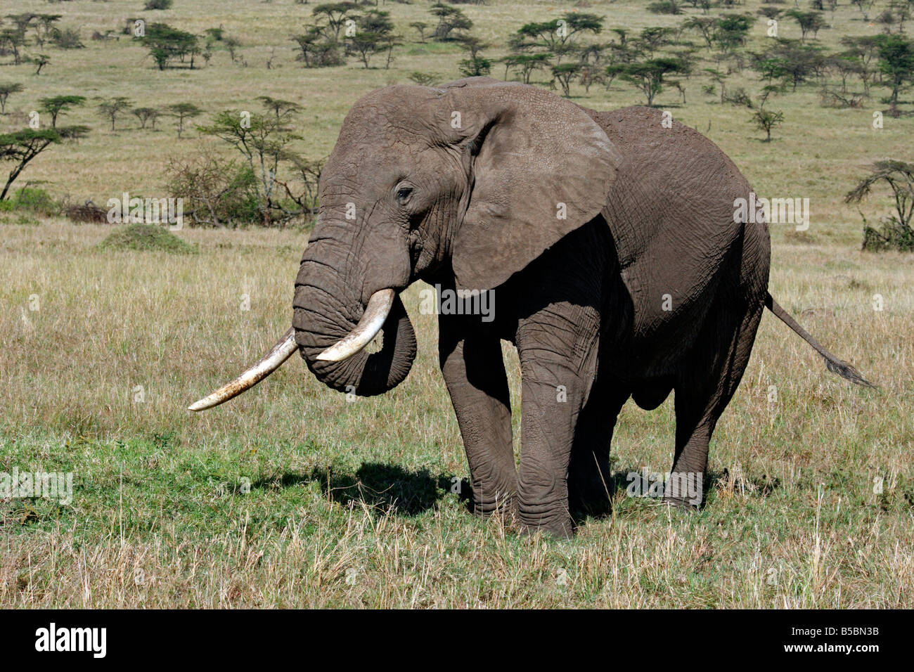 Afrikanische Elefanten Masai Mara Kenia Afrika Stockfoto