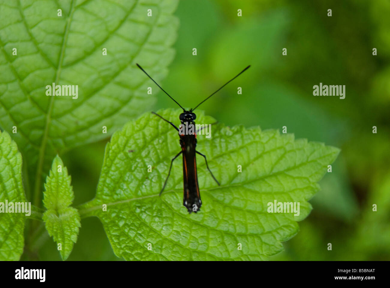 PFLANZEN WILD MARIPOSA VERDE DELICADO PEQUENO INSECTO JUNGLA BOSQUE AMAZONA HOJA MENTA SONRIENDO SONRISA VERANO PRIMAVERA SUDAMERICA CENTRO-AMERICA ONE Stockfoto