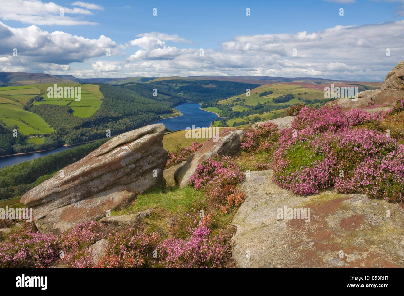Heather am Derwent Rand oben Ladybower Vorratsbehälter Derbyshire Peak District national Park Derbyshire England UK GB EU Europa Stockfoto