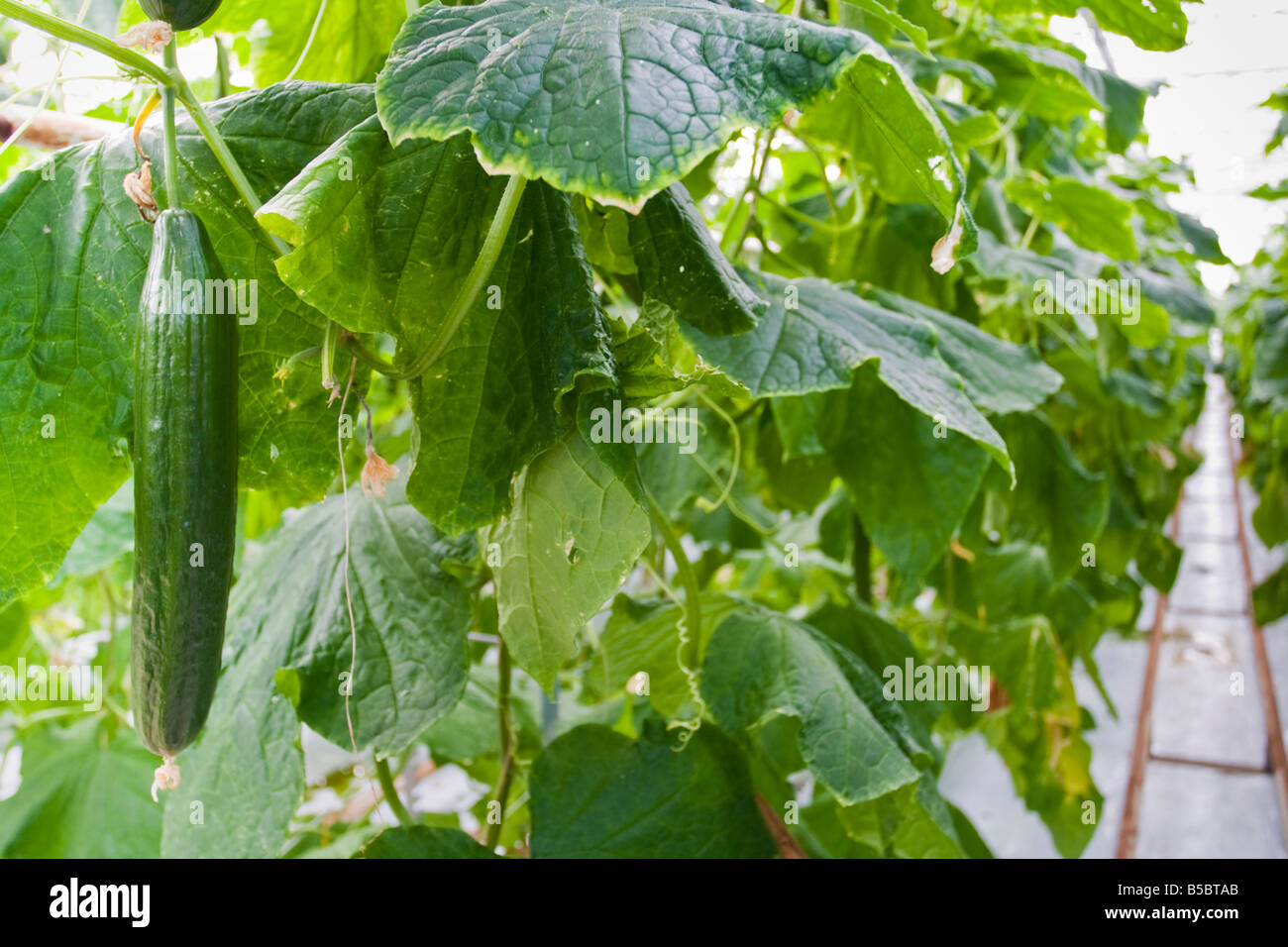 Englische Gurke, Cucumis Sativus, in einem Gewächshaus wachsen Stockfoto