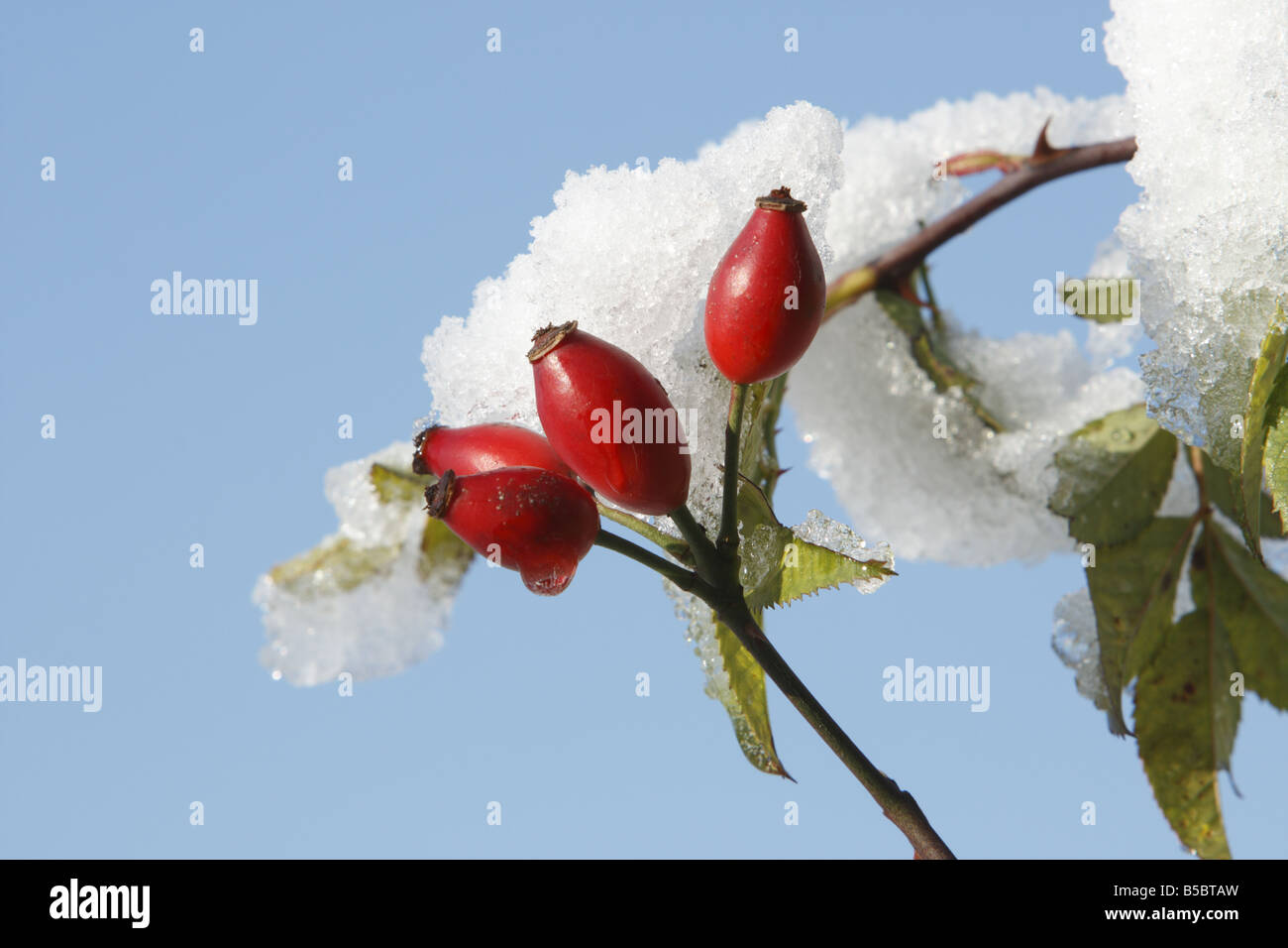 Rote Hagebutten auf dem Schnee bedeckten Busch Stockfoto