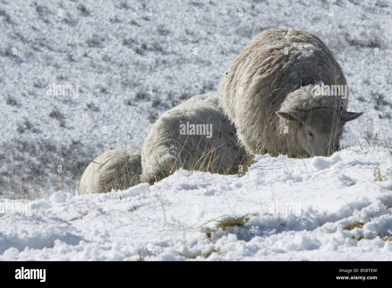 Schafbeweidung im Schnee Stockfoto
