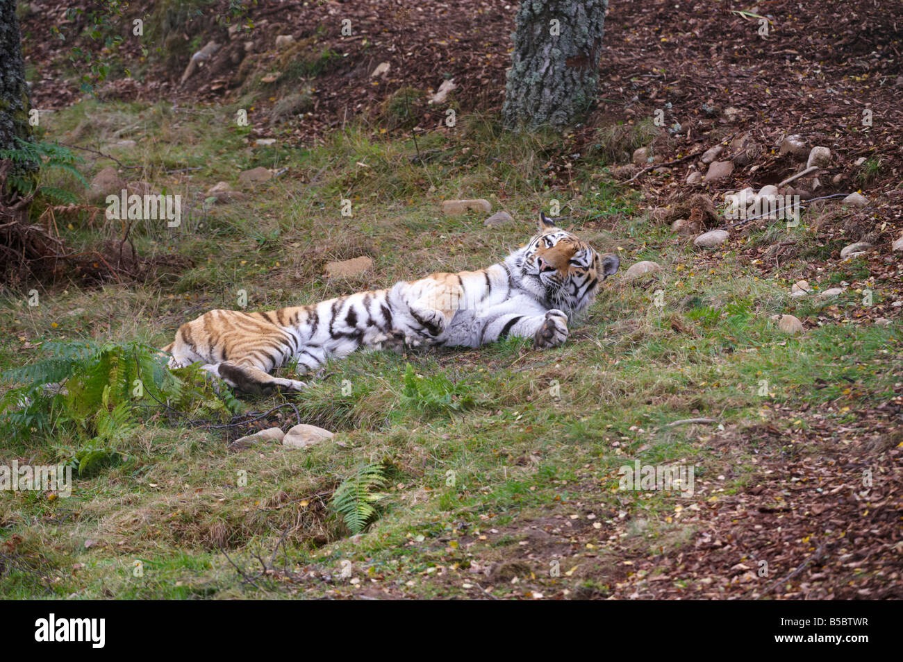 Highland Wildlife Park Schottland, Vereinigtes Königreich Stockfoto