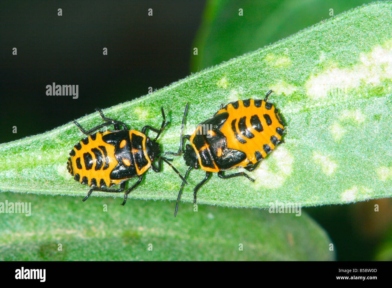Bugs, Eurydema Ventrale zu schützen. Zwei Nymphen auf Blatt Stockfoto