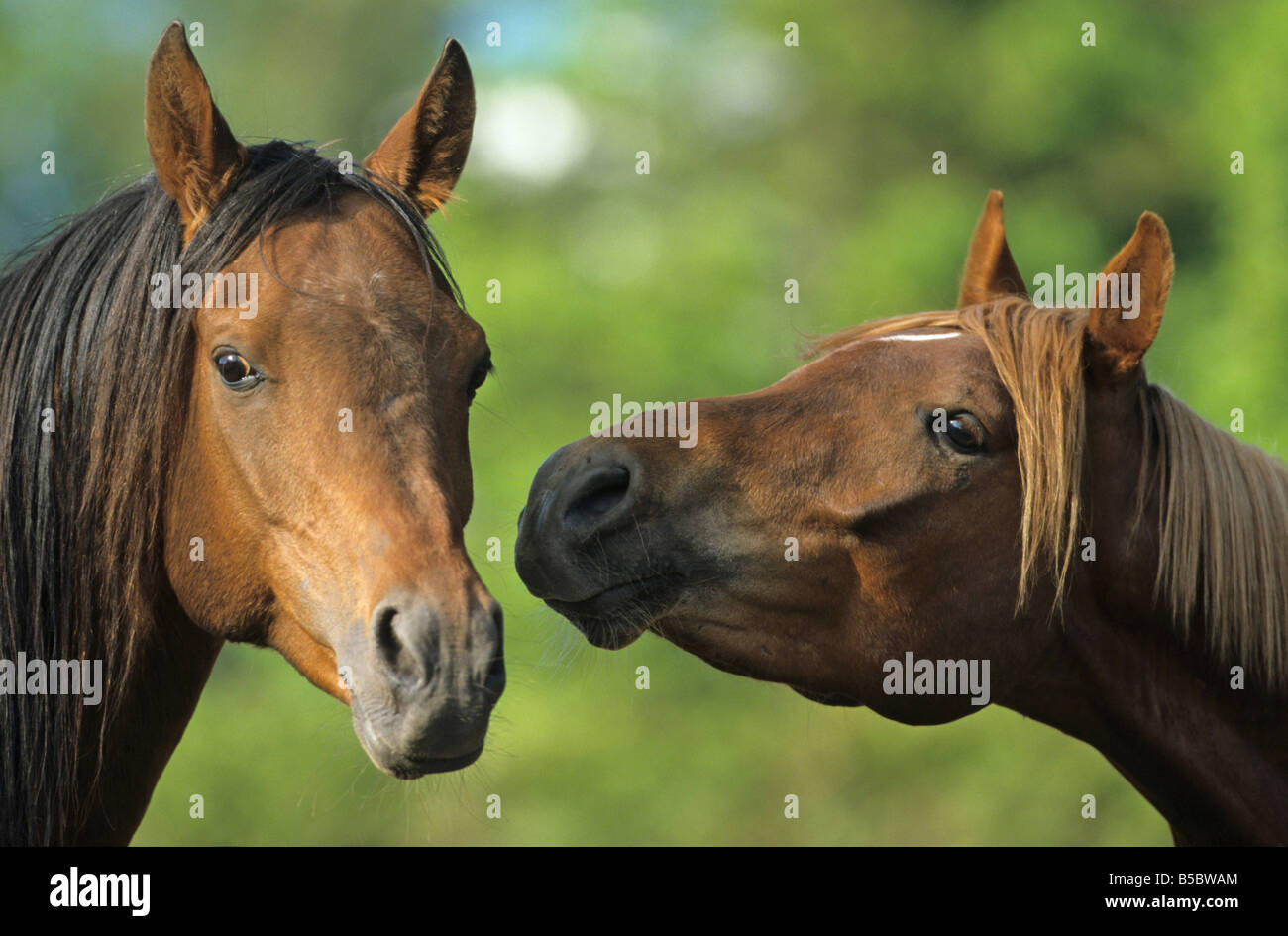 Arabisches Pferd (Equus Caballus). Zwei Hengste Kopf an Kopf Stockfoto