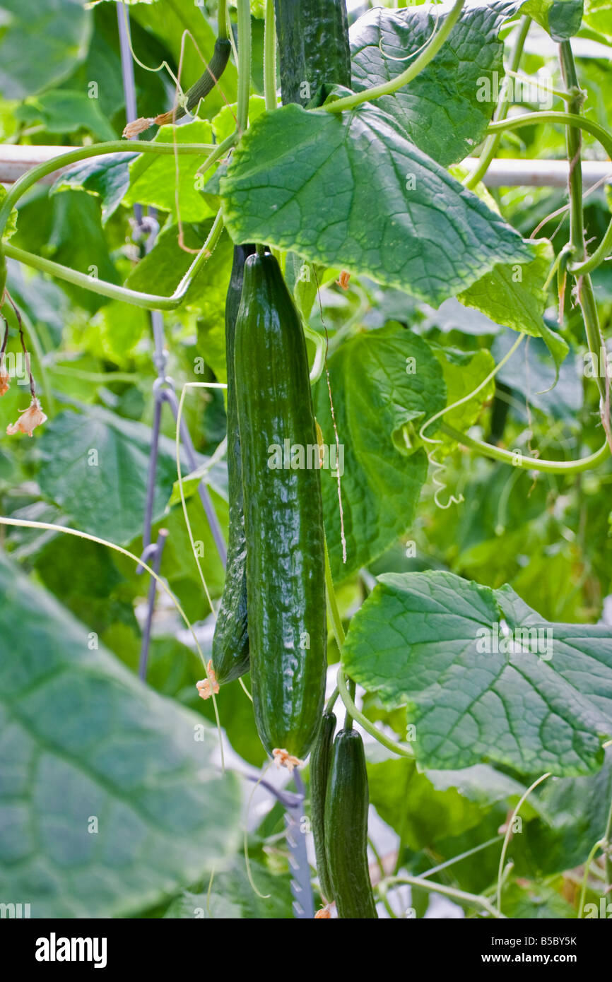 Englische Gurke, Cucumis Sativus, in einem Gewächshaus wachsen Stockfoto