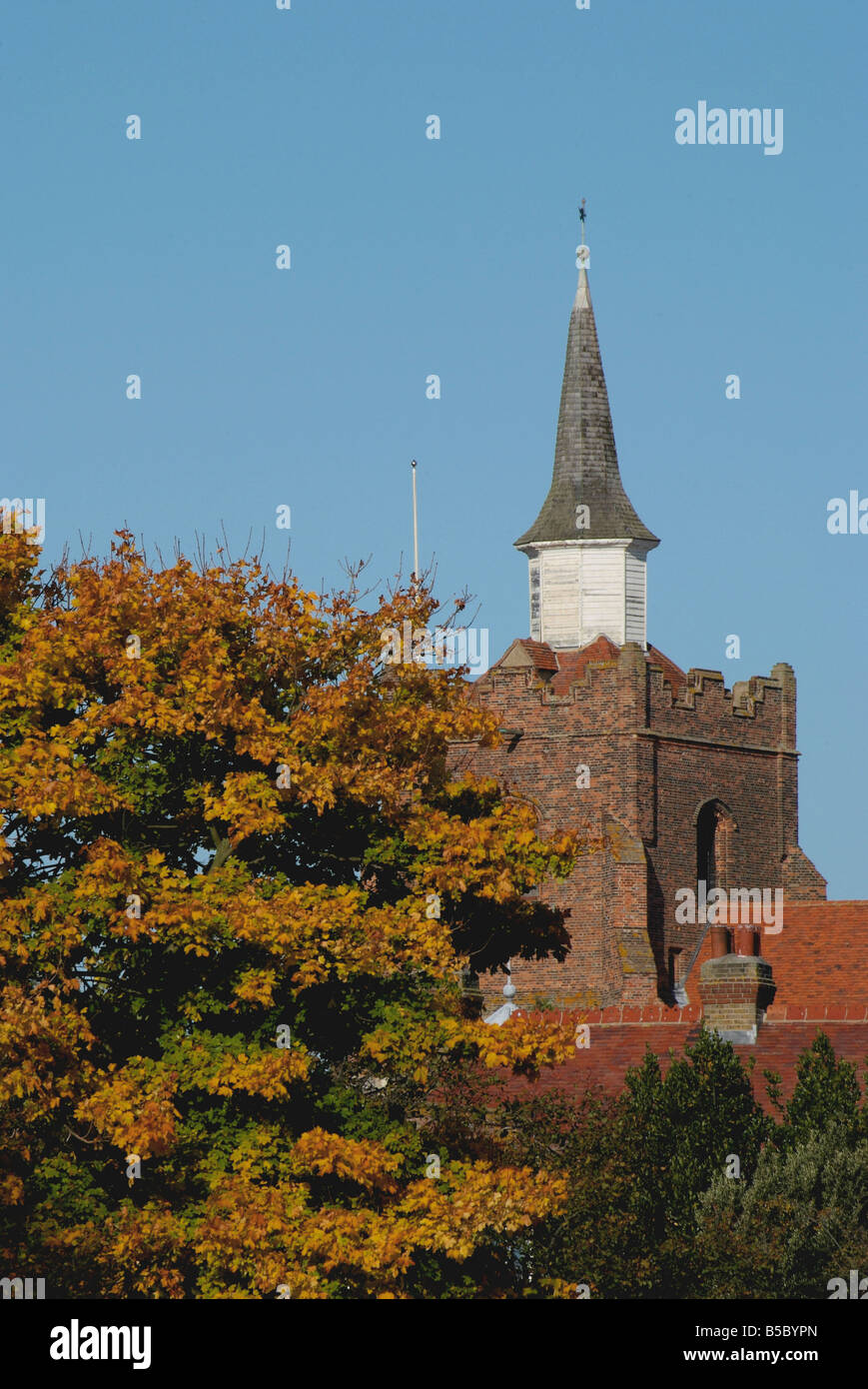 Maldon Roses Stockfoto