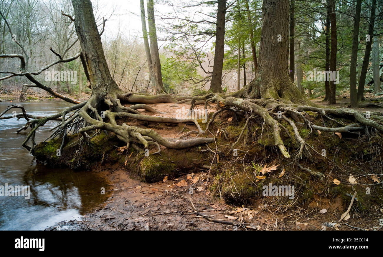 Bäume und Wurzeln auf dem sandigen Ufer eines Flussbettes in Hamden, Connecticut USA Stockfoto