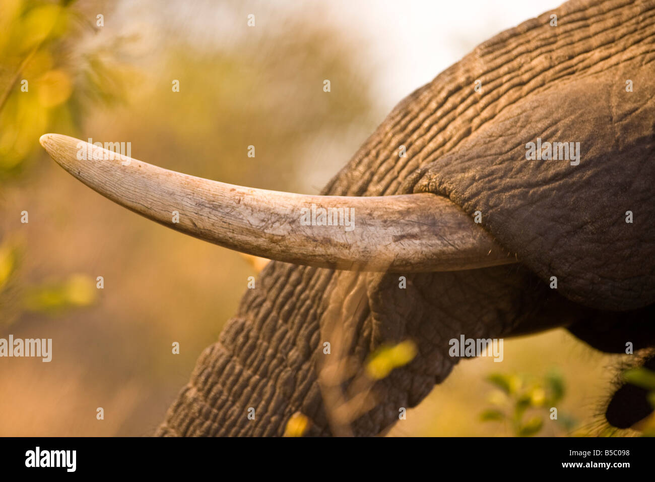 Afrikanischer Elefant Tusk(Loxodonta africana), Arathusa Safari Lodge, Sabi Sand Reserve, Mpumalanga, Südafrika, Afrika Stockfoto