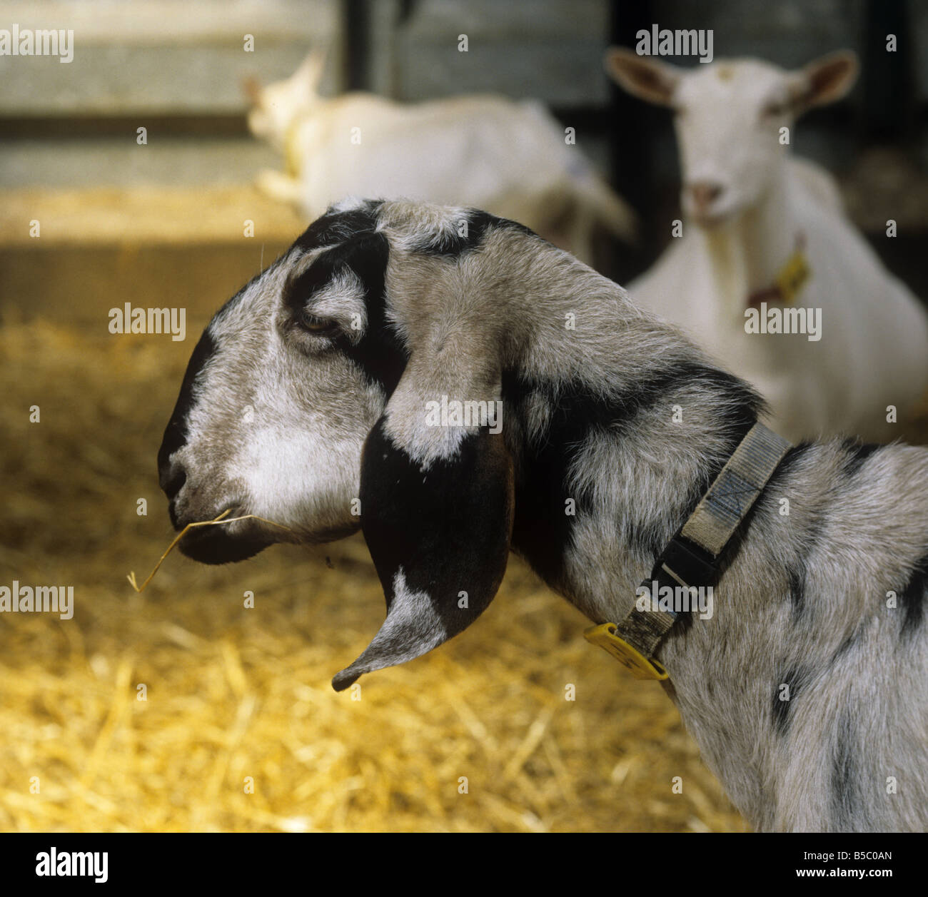 Grau schwarz Anglo Nubian Kreuz Kindermädchen Ziege im Stroh gebettet Haus Stockfoto