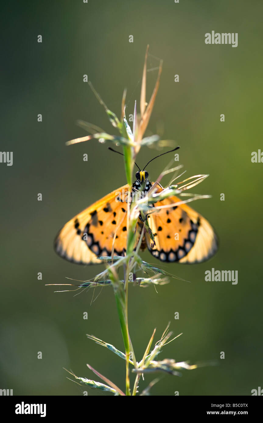 Acraea Terpsicore. Tawny Coster Schmetterling auf einem Rasen-Stamm in der indischen Landschaft. Indien Stockfoto